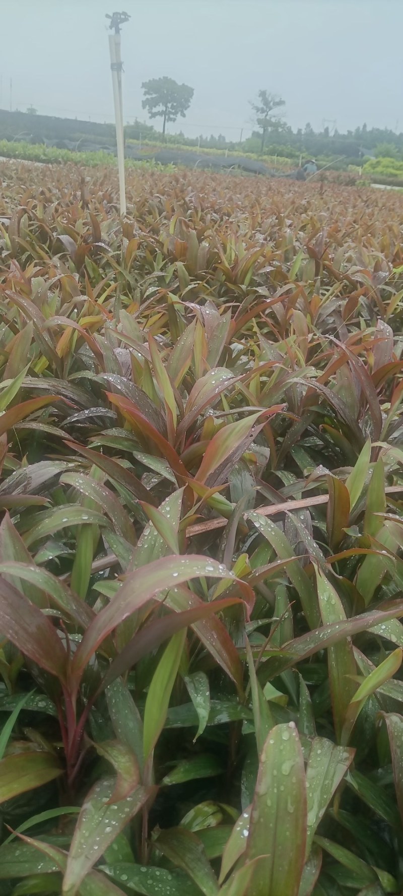 优质朱焦大量，自家产地直销，批发价格，量大从优