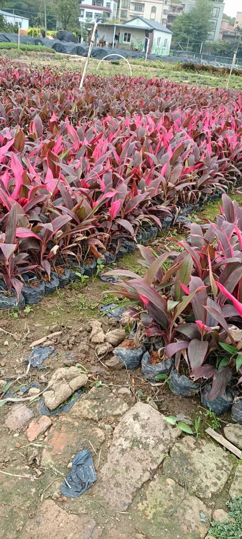 优质朱焦大量，自家产地直销，批发价格，量大从优