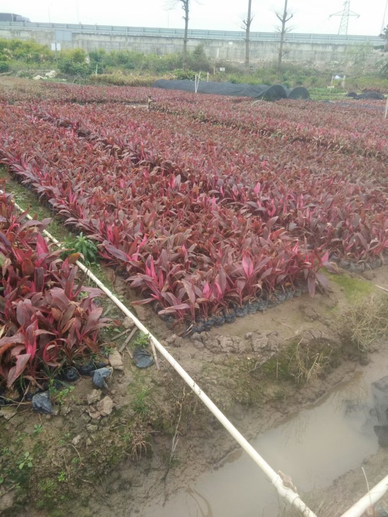 优质朱焦大量，自家产地直销，批发价格，量大从优