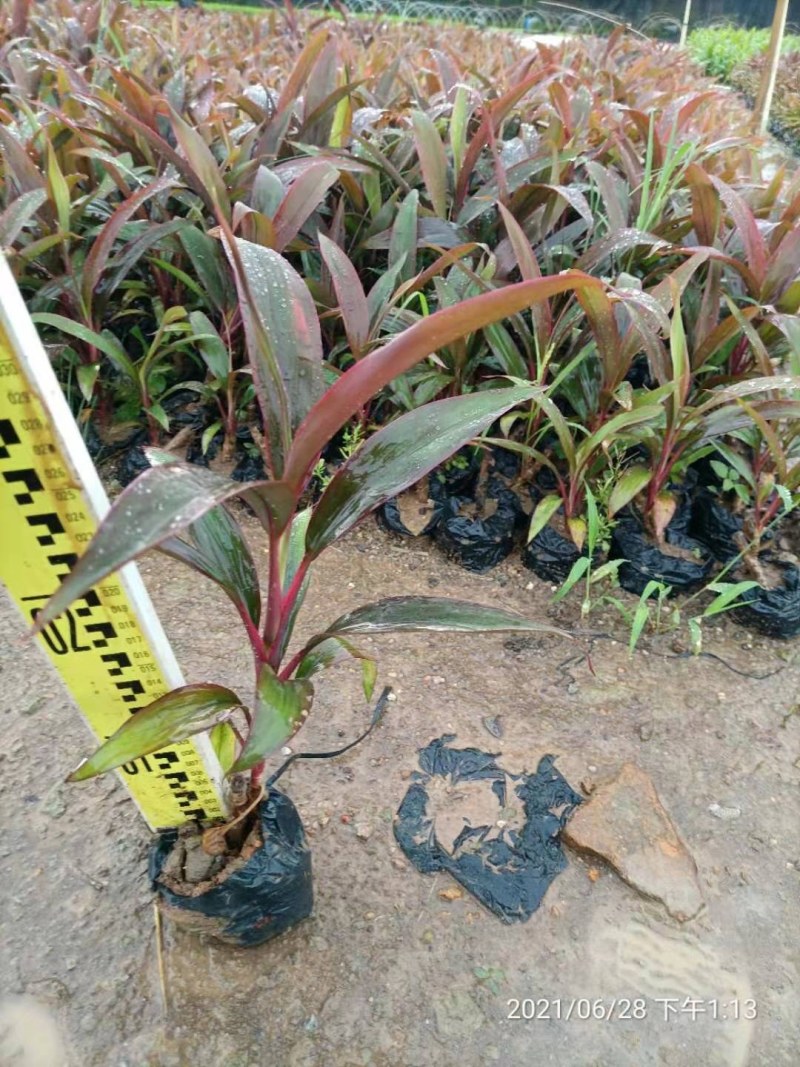 优质朱焦大量，自家产地直销，批发价格，量大从优