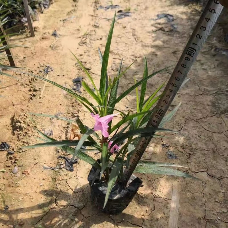 A货翠芦莉批发价，粉花紫花都有，5斤量大从优，可接受预定