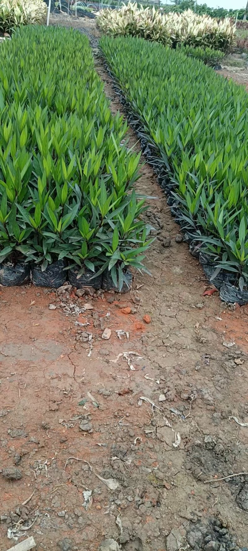 A货翠芦莉批发价，粉花紫花都有，5斤量大从优，可接受预定