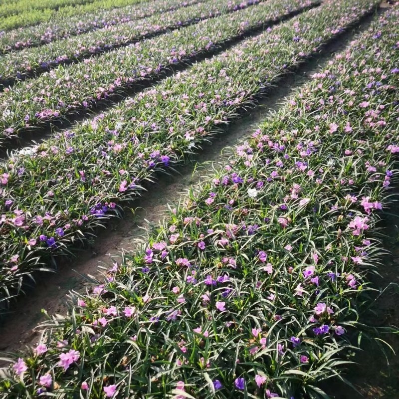 A货翠芦莉批发价，粉花紫花都有，5斤量大从优，可接受预定