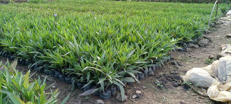 A货翠芦莉批发价，粉花紫花都有，5斤量大从优，可接受预定