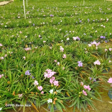 A货翠芦莉批发价，粉花紫花都有，5斤量大从优，可接受预定