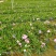 A货翠芦莉批发价，粉花紫花都有，5斤量大从优，可接受预定