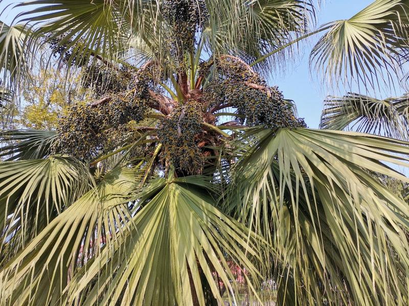 棕榈种子唐棕榈山棕树龙鳞棕观音竹棕竹老人葵种子芭蕉伞树种