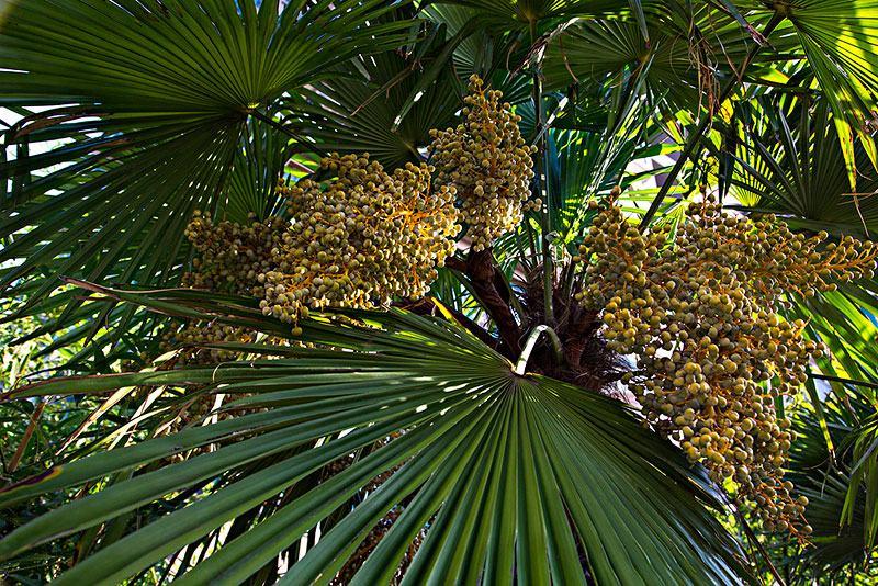 棕榈种子唐棕榈山棕树龙鳞棕观音竹棕竹老人葵种子芭蕉伞树种