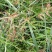 香附子种子莎草种子雷公头种子地沟草山芽草