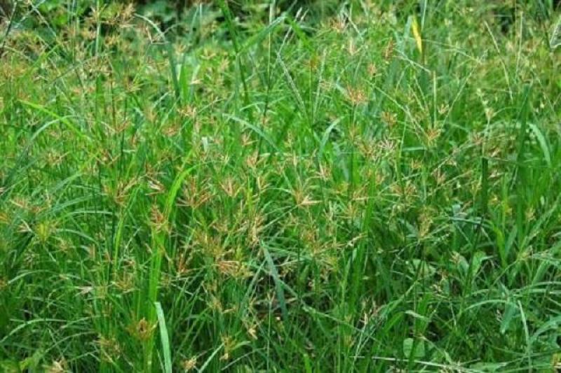 香附子种子莎草种子雷公头种子地沟草山芽草