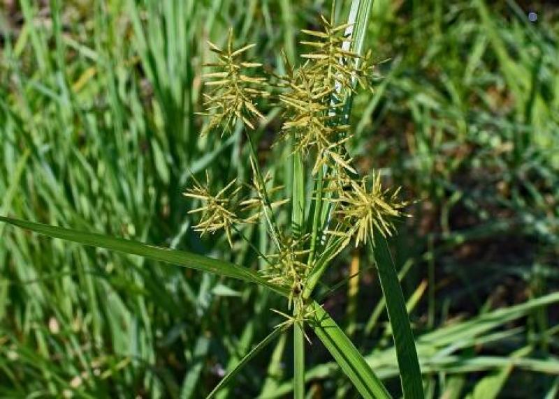 香附子种子莎草种子雷公头种子地沟草山芽草