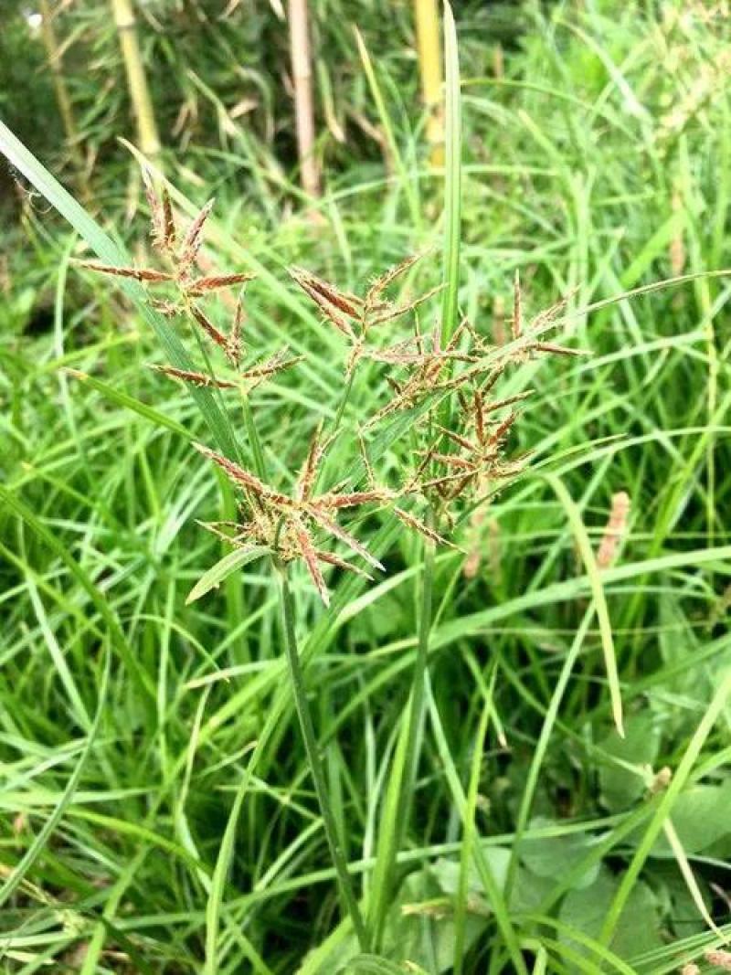 香附子种子莎草种子雷公头种子地沟草山芽草