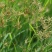 香附子种子莎草种子雷公头种子地沟草山芽草