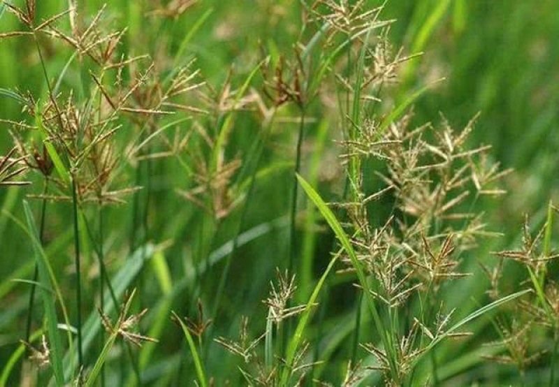 香附子种子莎草种子雷公头种子地沟草山芽草