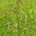 香附子种子莎草种子雷公头种子地沟草山芽草
