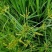 香附子种子莎草种子雷公头种子地沟草山芽草