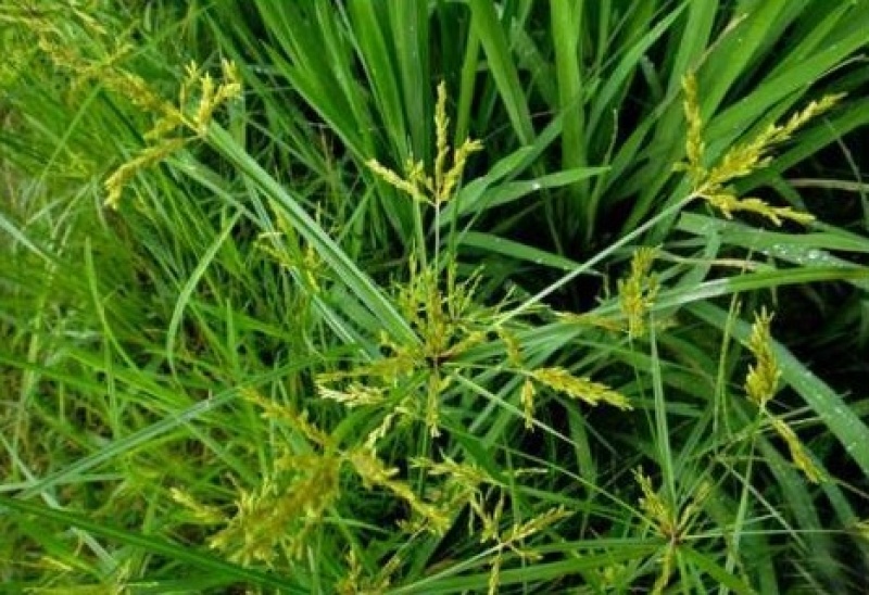 香附子种子莎草种子雷公头种子地沟草山芽草