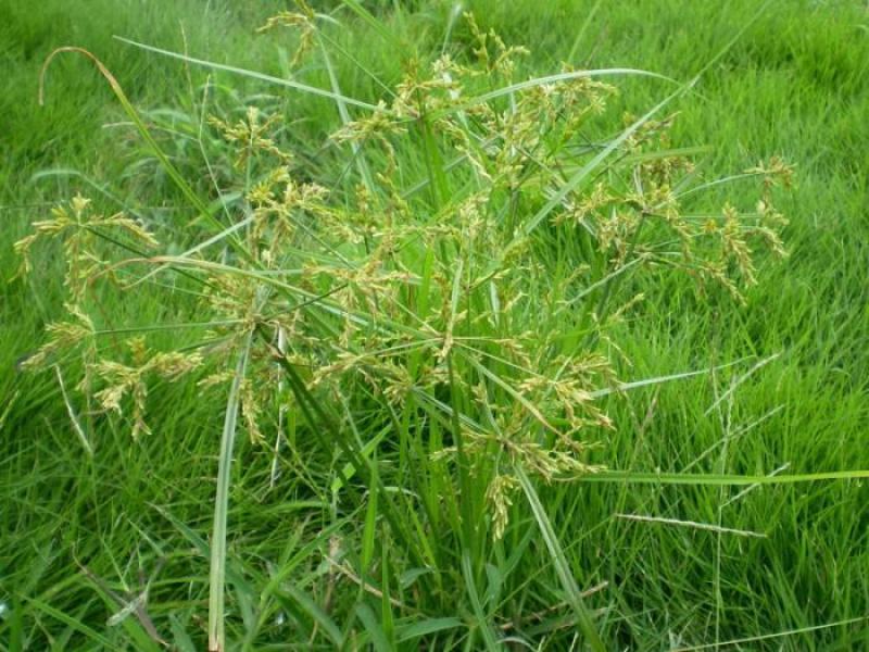 香附子种子莎草种子雷公头种子地沟草山芽草