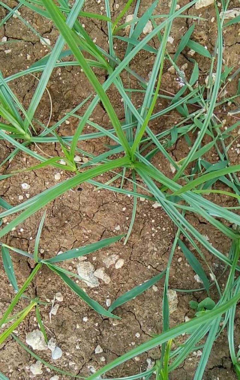 香附子种子莎草种子雷公头种子地沟草山芽草