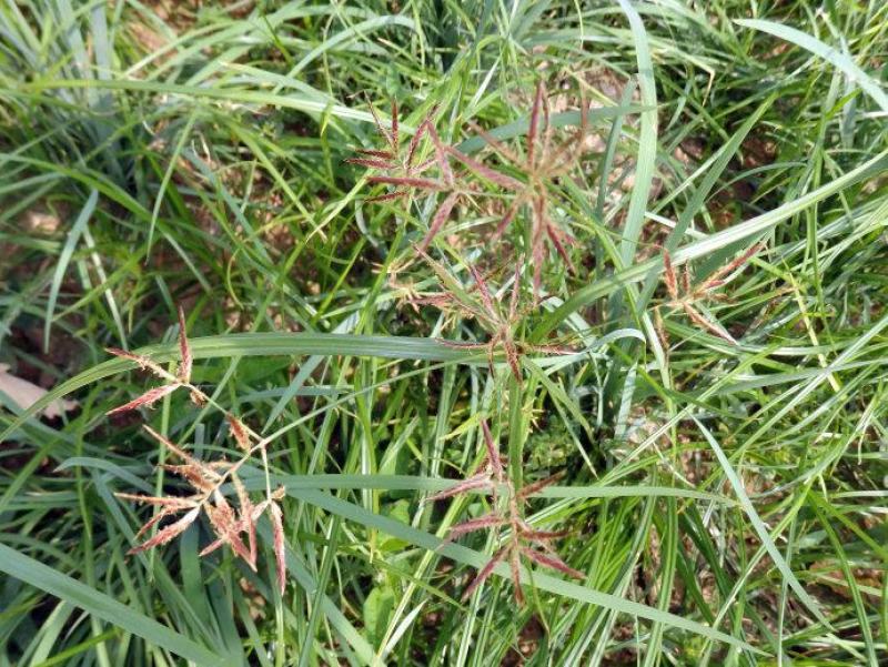香附子种子莎草种子雷公头种子地沟草山芽草