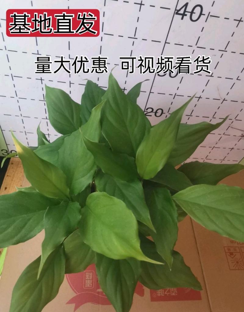 万年青，基地直销，120盆装，一万盆左右可视频看货