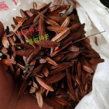 新采喜树种子林木种子量大优惠提供视频看货