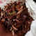 新采喜树种子林木种子量大优惠提供视频看货