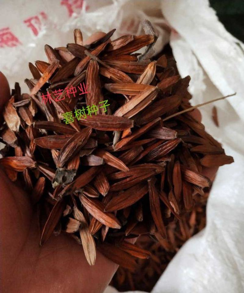 新采喜树种子林木种子量大优惠提供视频看货