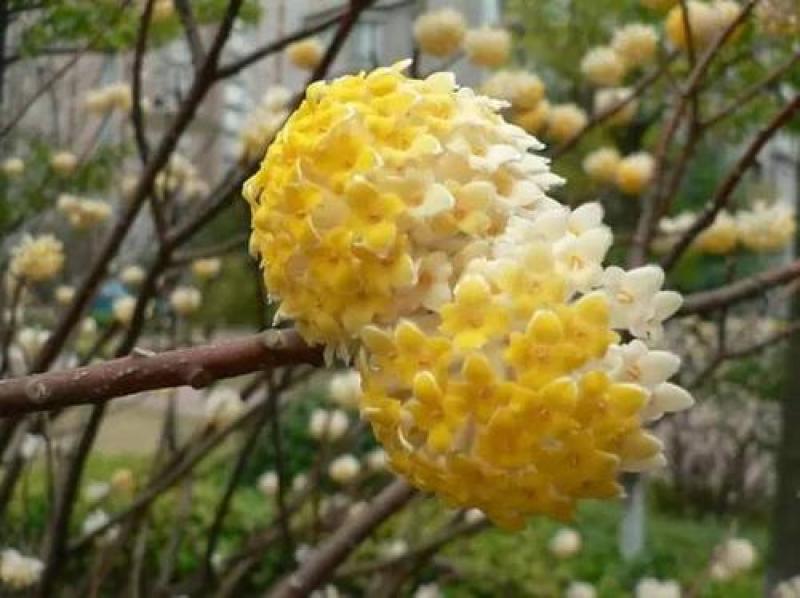结香花种子打结花三叉木瑞香科庭院盆栽花卉观花打结树黄瑞香