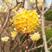 结香花种子打结花三叉木瑞香科庭院盆栽花卉观花打结树黄瑞香