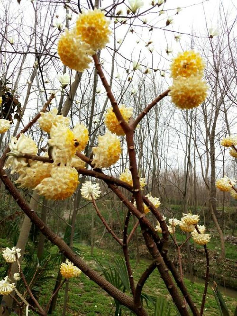 结香花种子打结花三叉木瑞香科庭院盆栽花卉观花打结树黄瑞香