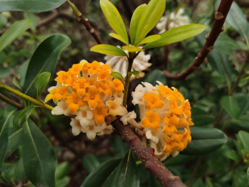 结香花种子打结花三叉木瑞香科庭院盆栽花卉观花打结树黄瑞香