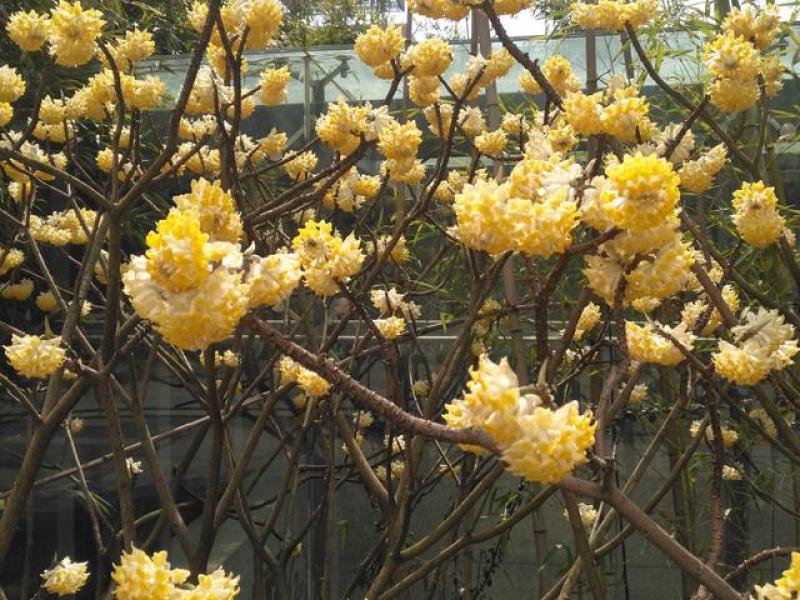 结香花种子打结花三叉木瑞香科庭院盆栽花卉观花打结树黄瑞香