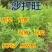沙打旺种子多年生牧草四季果园绿肥防沙固土护坡耐寒耐旱盐碱