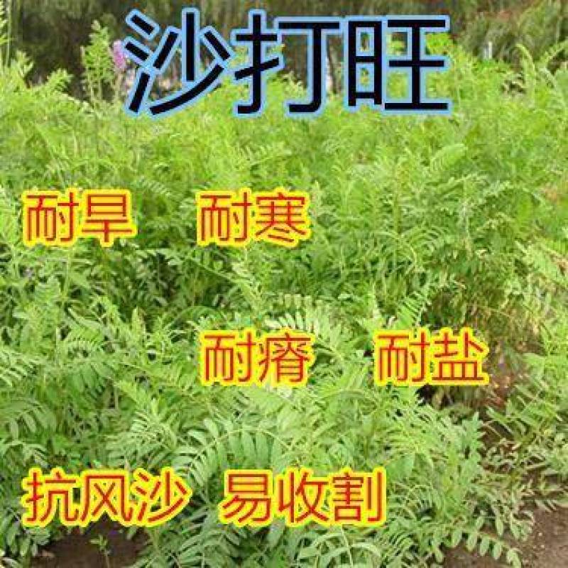 沙打旺种子多年生牧草四季果园绿肥防沙固土护坡耐寒耐旱盐碱
