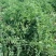 沙打旺种子多年生牧草四季果园绿肥防沙固土护坡耐寒耐旱盐碱