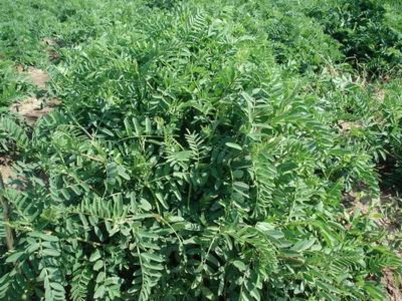 沙打旺种子多年生牧草四季果园绿肥防沙固土护坡耐寒耐旱盐碱
