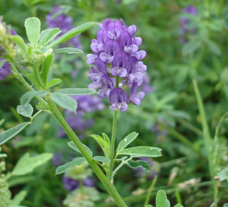 沙打旺种子多年生牧草四季果园绿肥防沙固土护坡耐寒耐旱盐碱