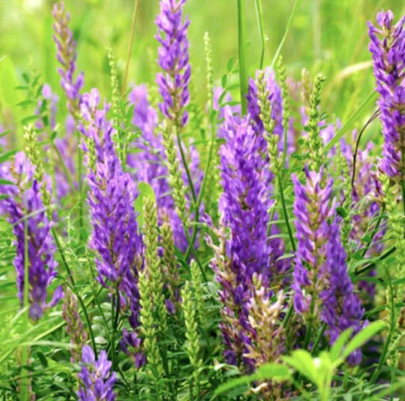 沙打旺种子多年生牧草四季果园绿肥防沙固土护坡耐寒耐旱盐碱
