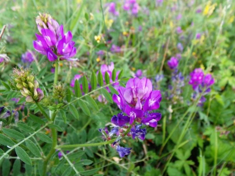 沙打旺种子多年生牧草四季果园绿肥防沙固土护坡耐寒耐旱盐碱