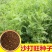 沙打旺种子多年生牧草四季果园绿肥防沙固土护坡耐寒耐旱盐碱
