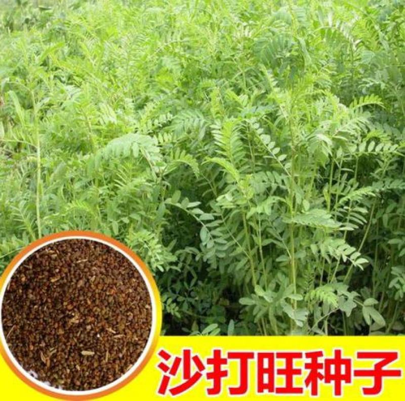 沙打旺种子多年生牧草四季果园绿肥防沙固土护坡耐寒耐旱盐碱