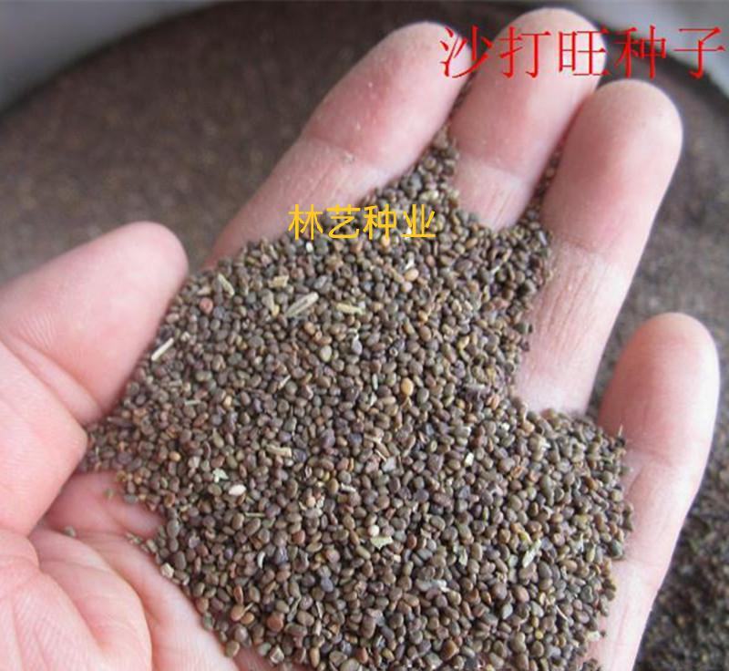 沙打旺种子多年生牧草四季果园绿肥防沙固土护坡耐寒耐旱盐碱