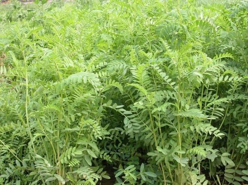 沙打旺种子多年生牧草四季果园绿肥防沙固土护坡耐寒耐旱盐碱