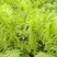 沙打旺种子多年生牧草四季果园绿肥防沙固土护坡耐寒耐旱盐碱