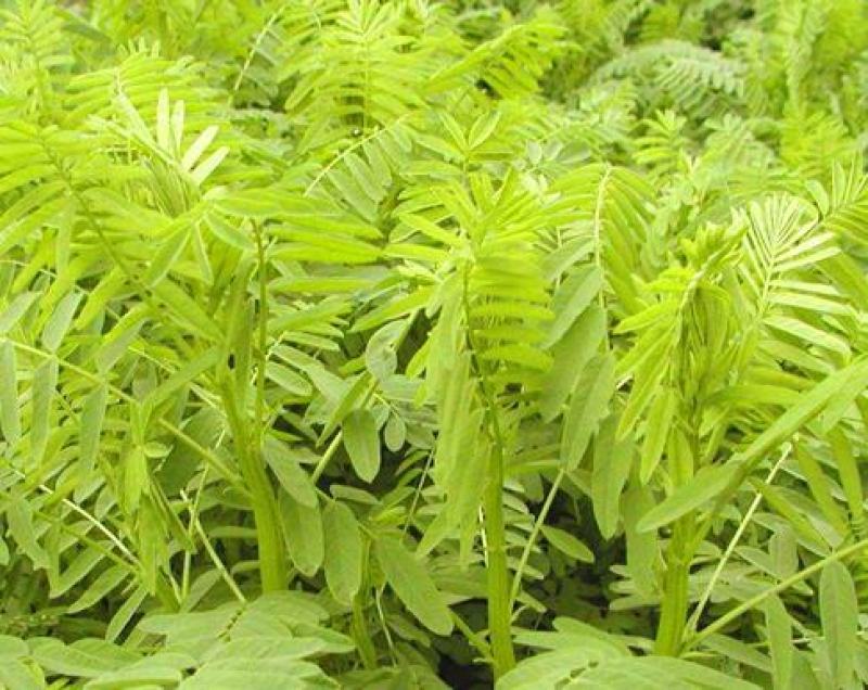 沙打旺种子多年生牧草四季果园绿肥防沙固土护坡耐寒耐旱盐碱
