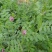 沙打旺种子多年生牧草四季果园绿肥防沙固土护坡耐寒耐旱盐碱