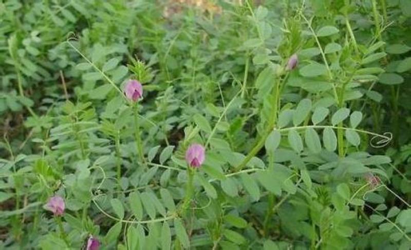 沙打旺种子多年生牧草四季果园绿肥防沙固土护坡耐寒耐旱盐碱