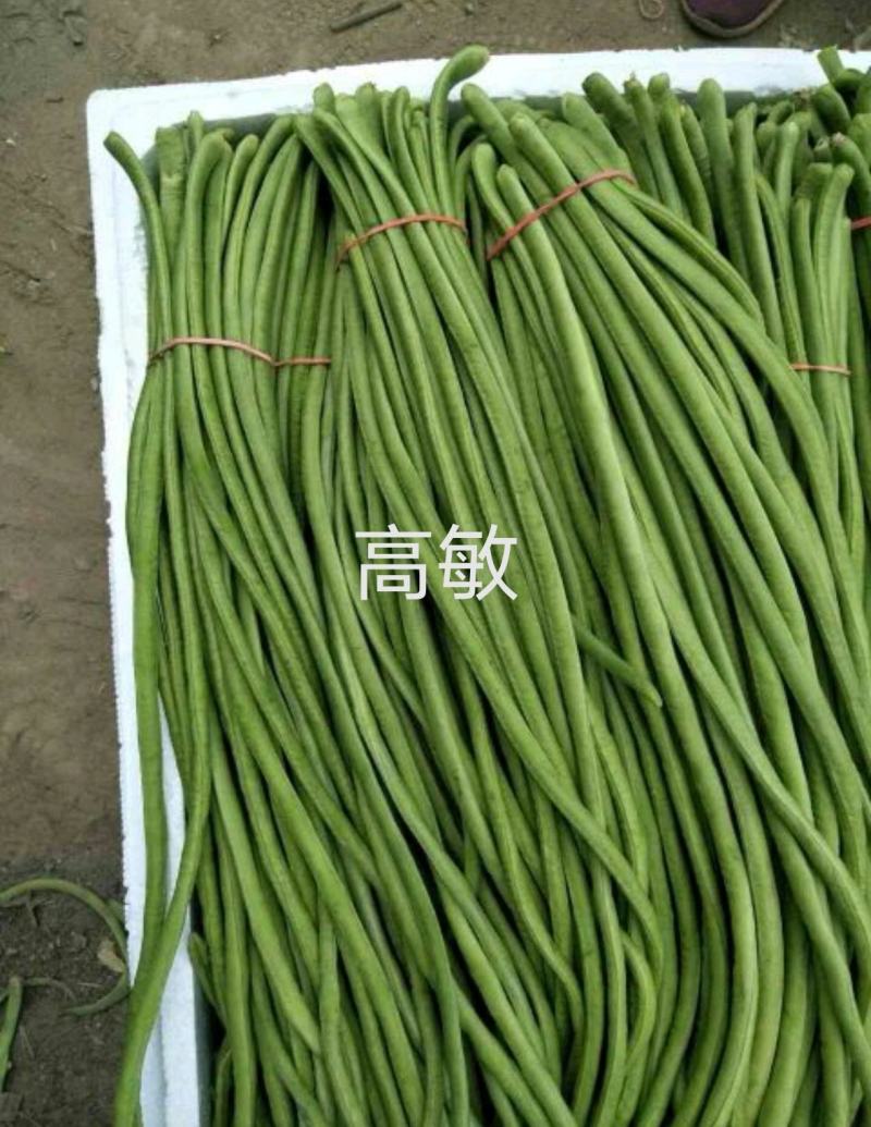 河南焦作博爱长豆角豇豆大量上市中