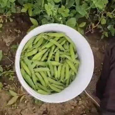 吉林万亩产区豌豆，大面积值，质量好价格低，希望老板前来考